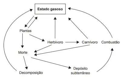 Questões ENEM sobre Ecologia e ciências ambientais