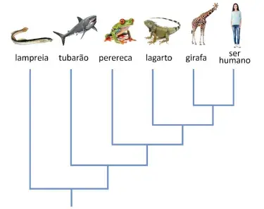 A partir do cladograma apresentado, que expressa algumas relações filogenéticas entre vertebrados, é correto afirmar que
